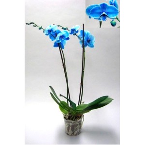 Orchidee phaleanopsis bleu