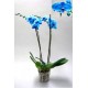 Orchidee phaleanopsis bleu