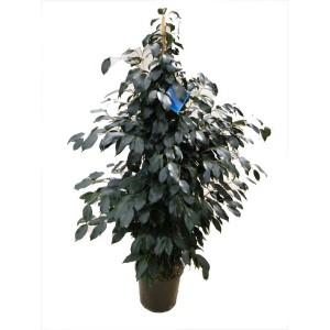 Ficus Benjamina 