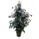 Ficus Benjamina 