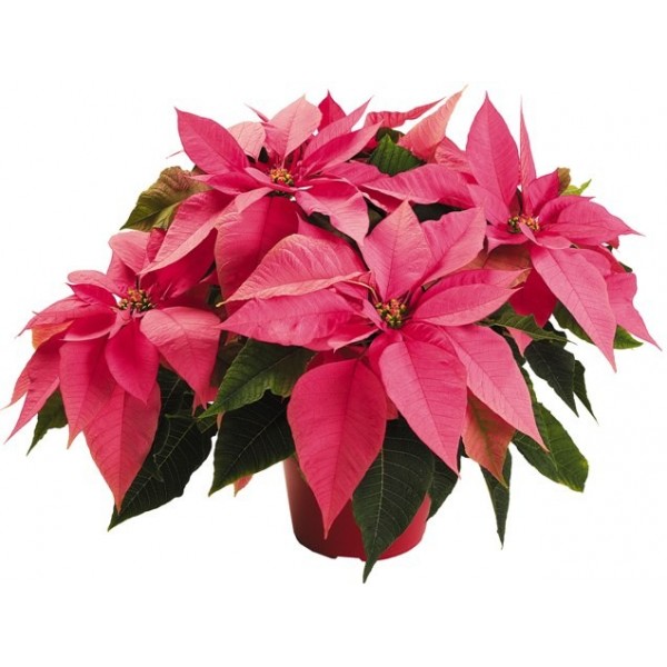 Poinsettia rose deals