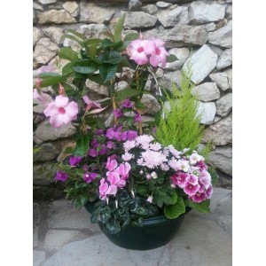 COUPE DE PLANTES VERTES ET FLEURIES