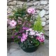 COUPE DE PLANTES VERTES ET FLEURIES 