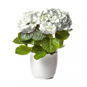 hortensia blanc 