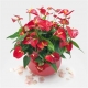 coupe d anthurium